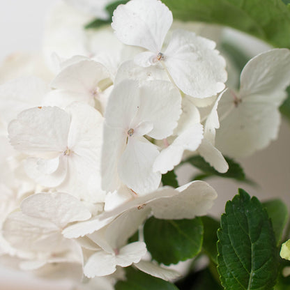 White Hydrangea