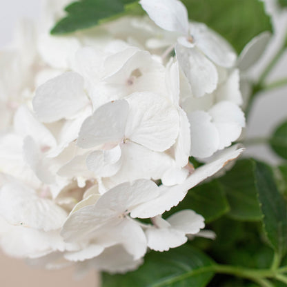 White Hydrangea