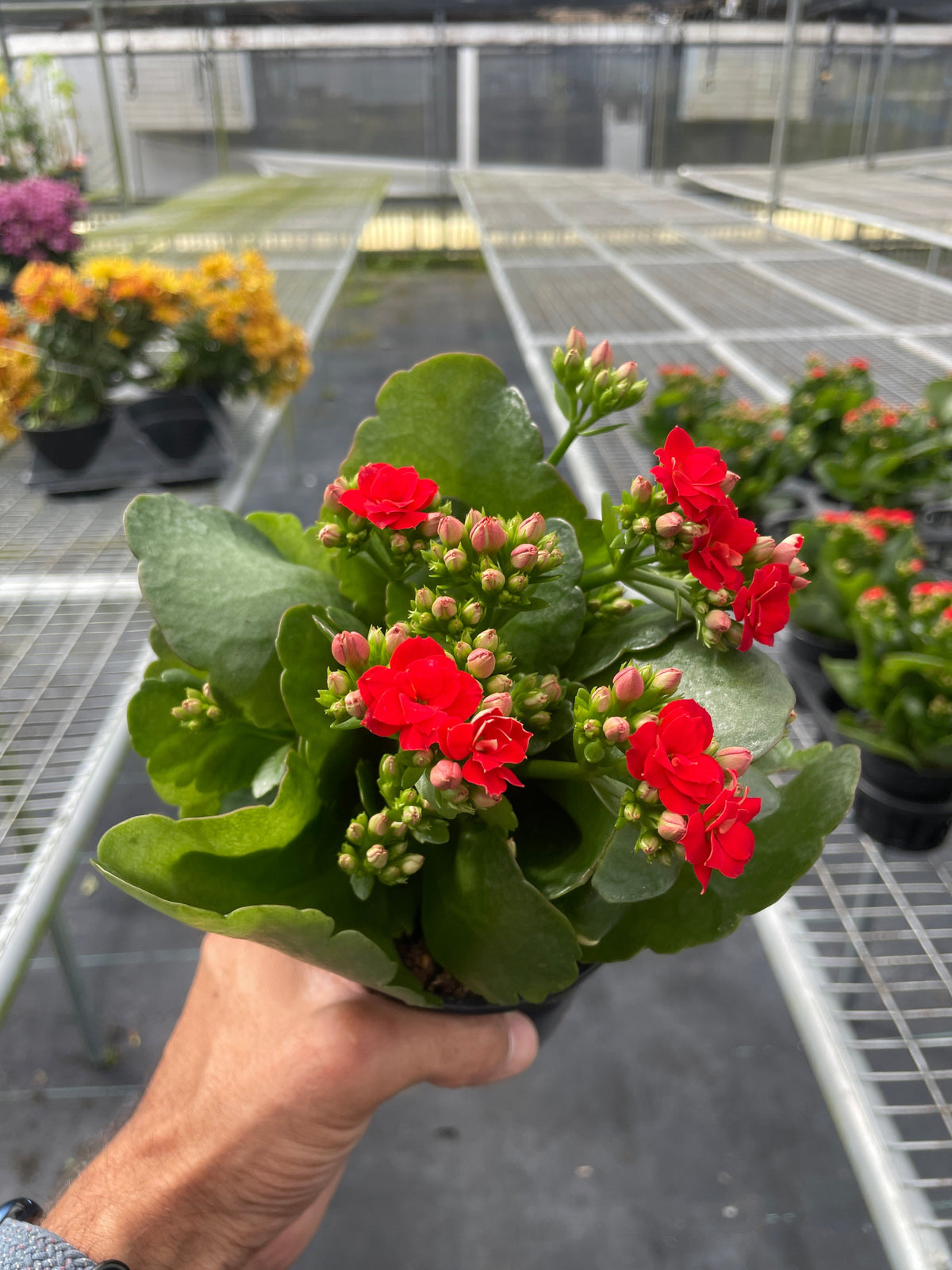 Kalanchoe