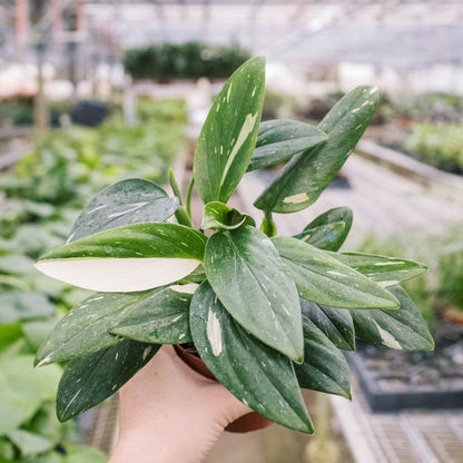 Monstera 'Standeleyana Albo Variegated'