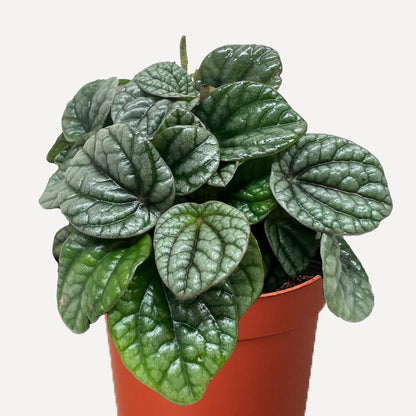 Peperomia Greyhound