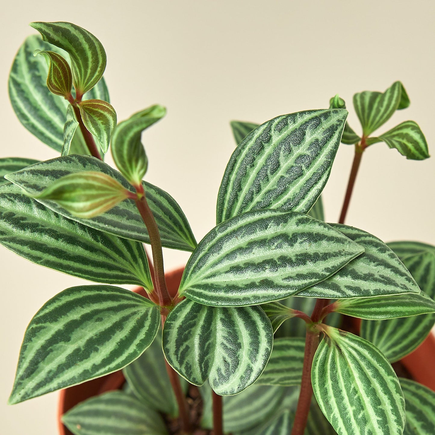 Peperomia 'Parallel'