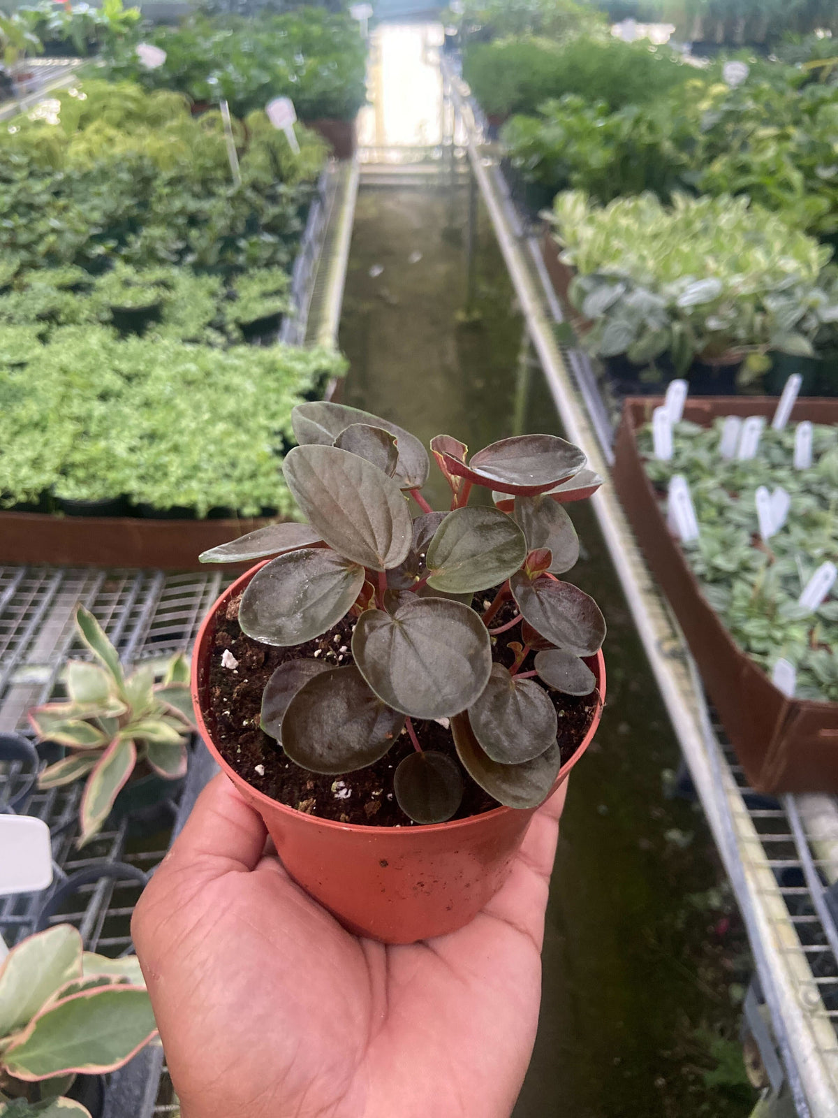 Peperomia 'Rugosa'