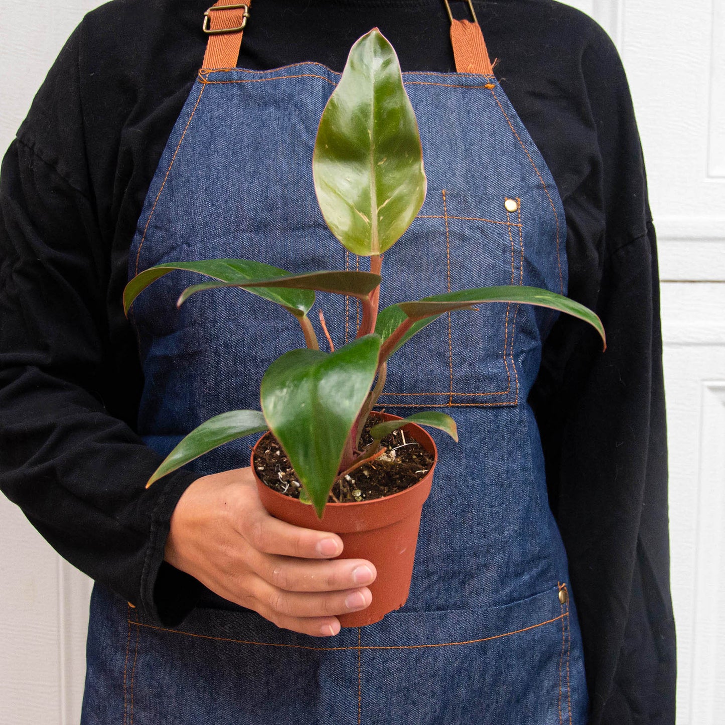 Philodendron 'Birkin Pink'