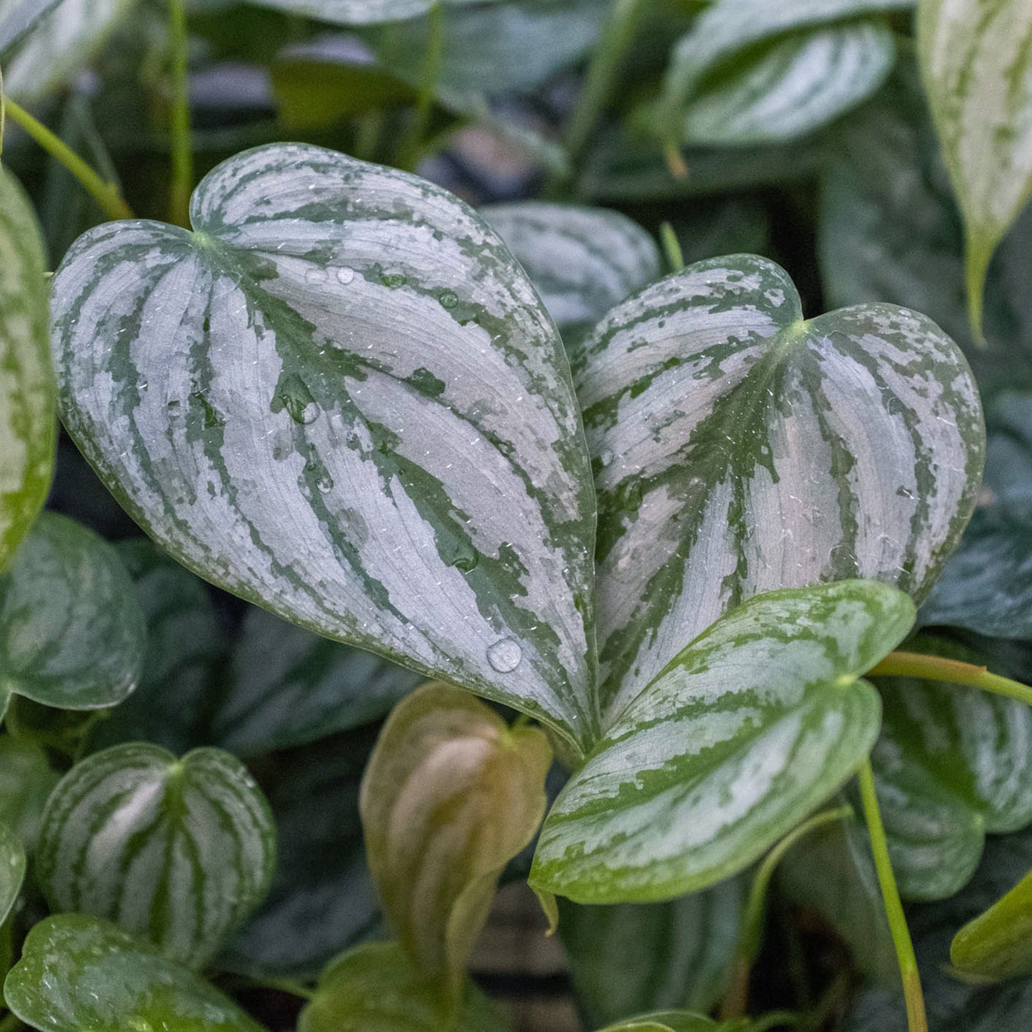 Philodendron 'Brandi'