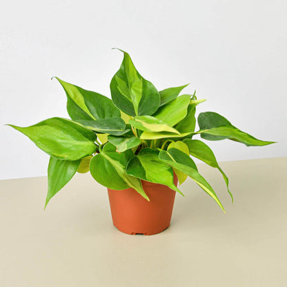 Philodendron 'Brasil'