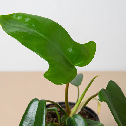 Philodendron 'Florida Green'