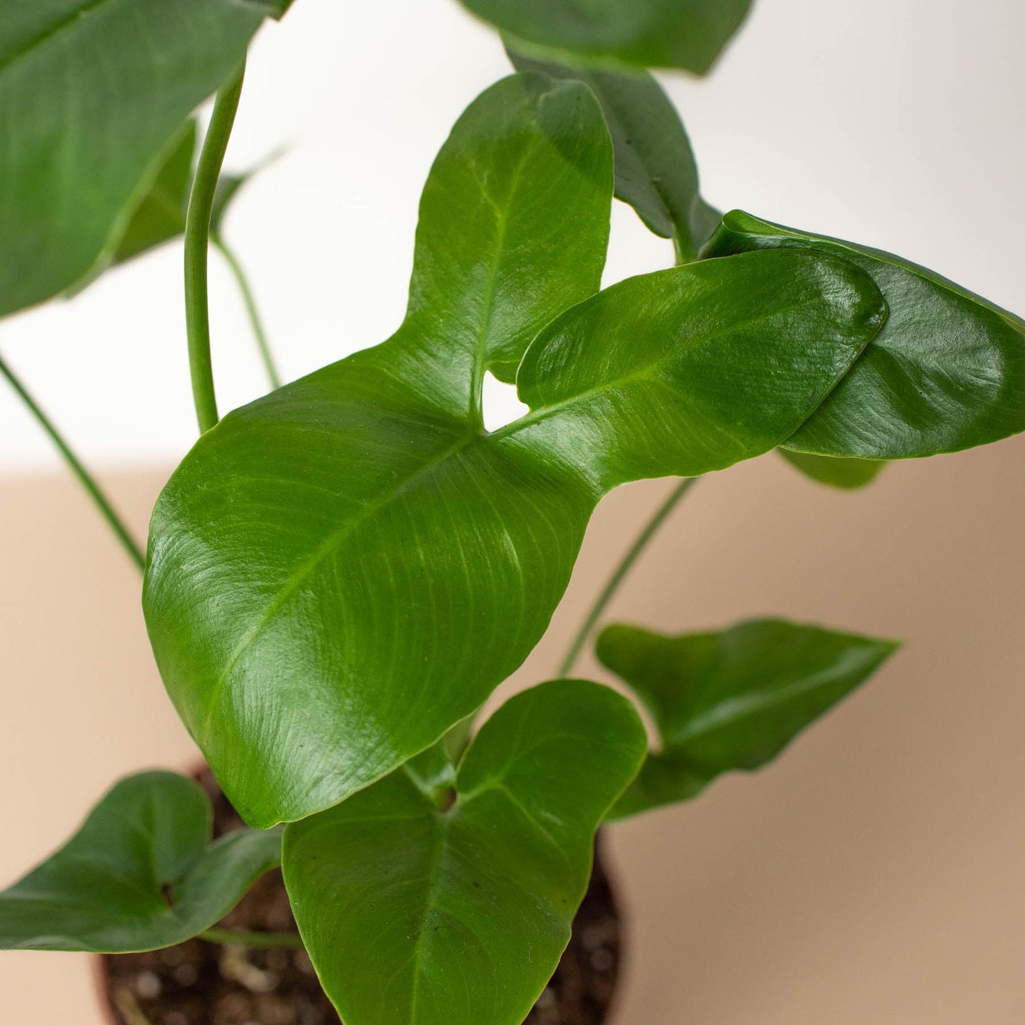 Philodendron 'Goeldii'