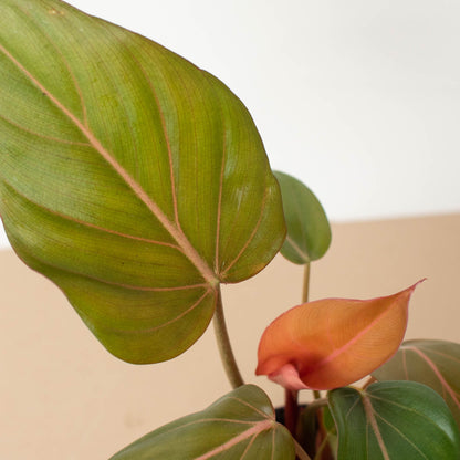 Philodendron 'Summer Glory'