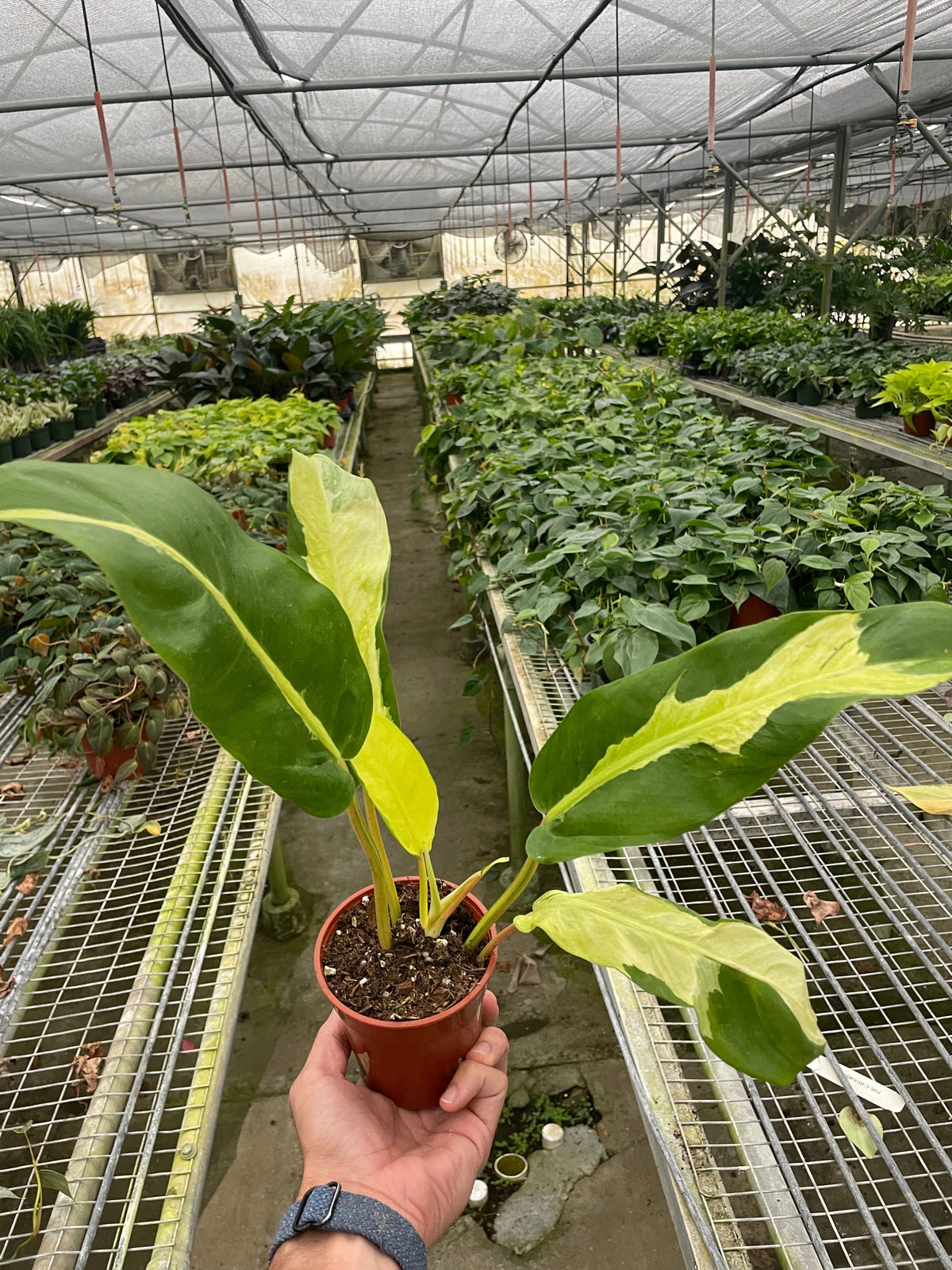 Philodendron 'Thai Sunrise'