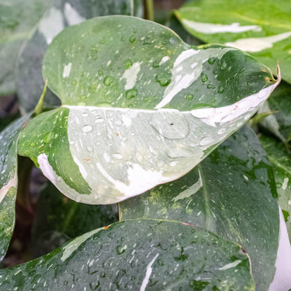 Philodendron 'White Princess'