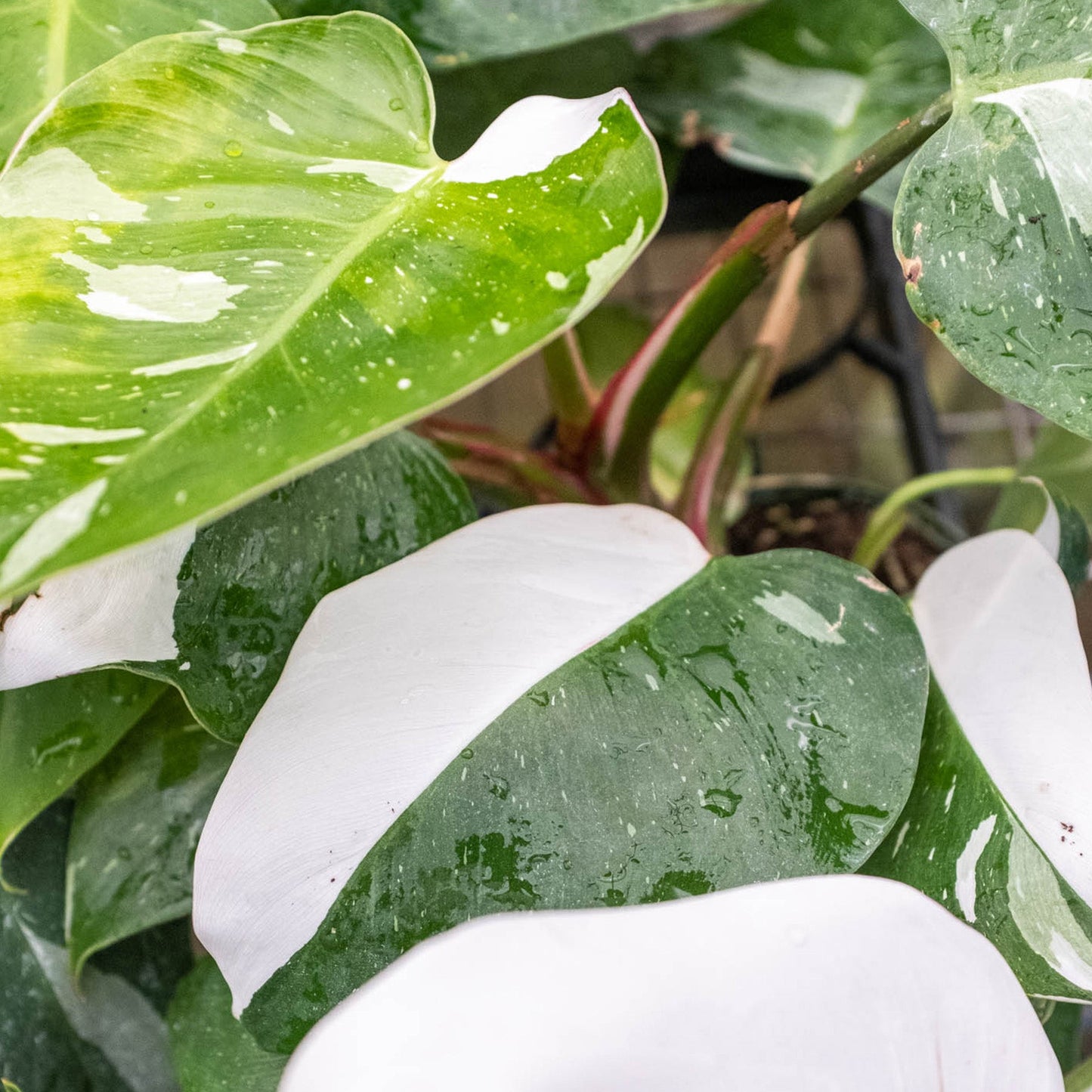 Philodendron 'White Princess'