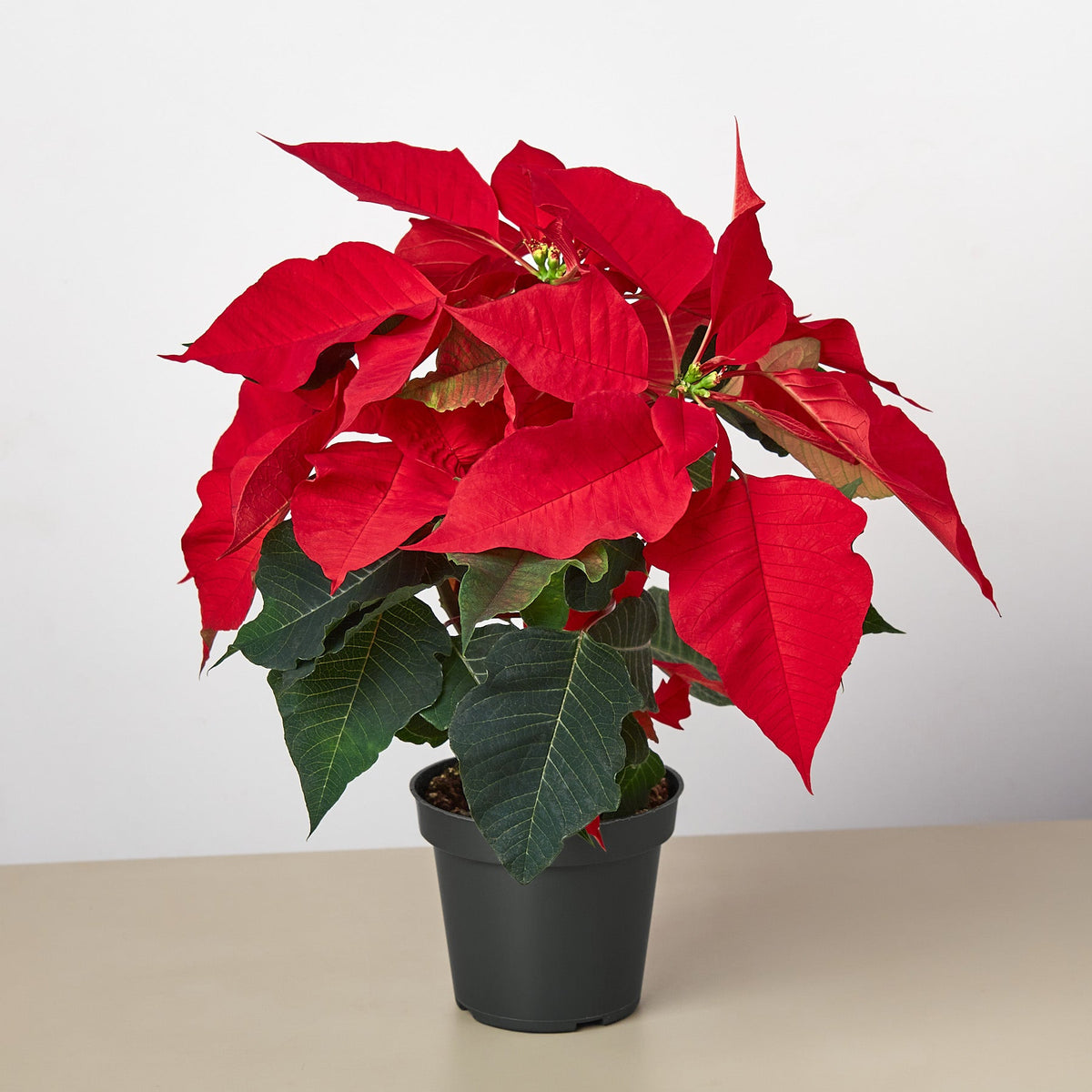 Poinsettia 'Red'