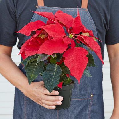 Poinsettia 'Red'