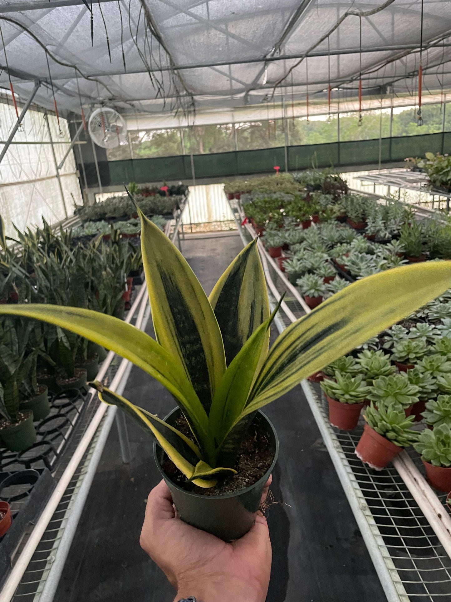 Snake Plant 'Gold Flame'