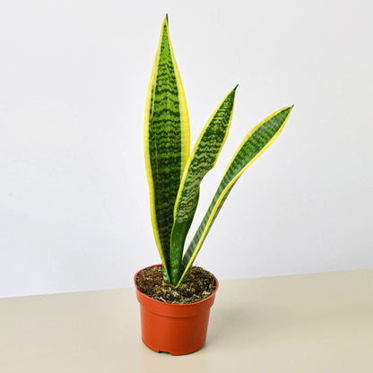 Snake Plant 'Laurentii'