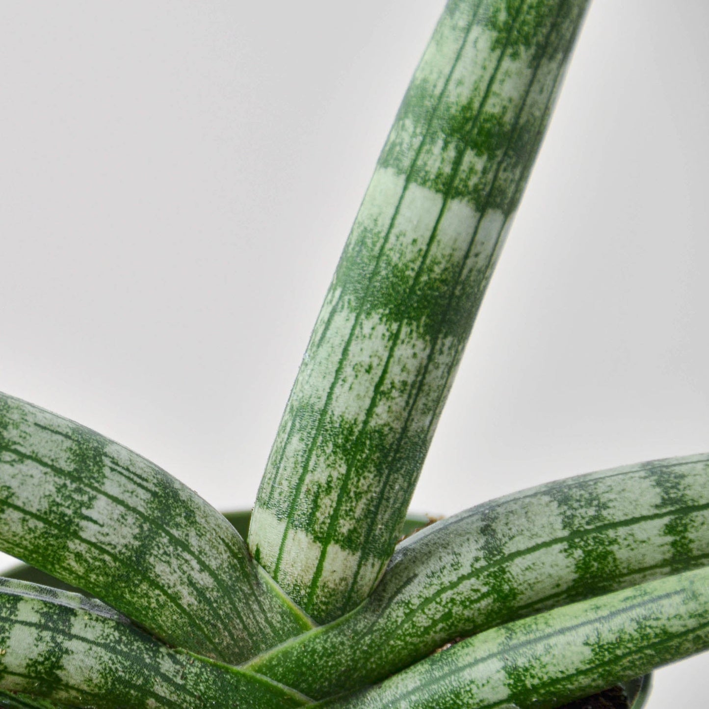 Snake Plant 'Starfish'