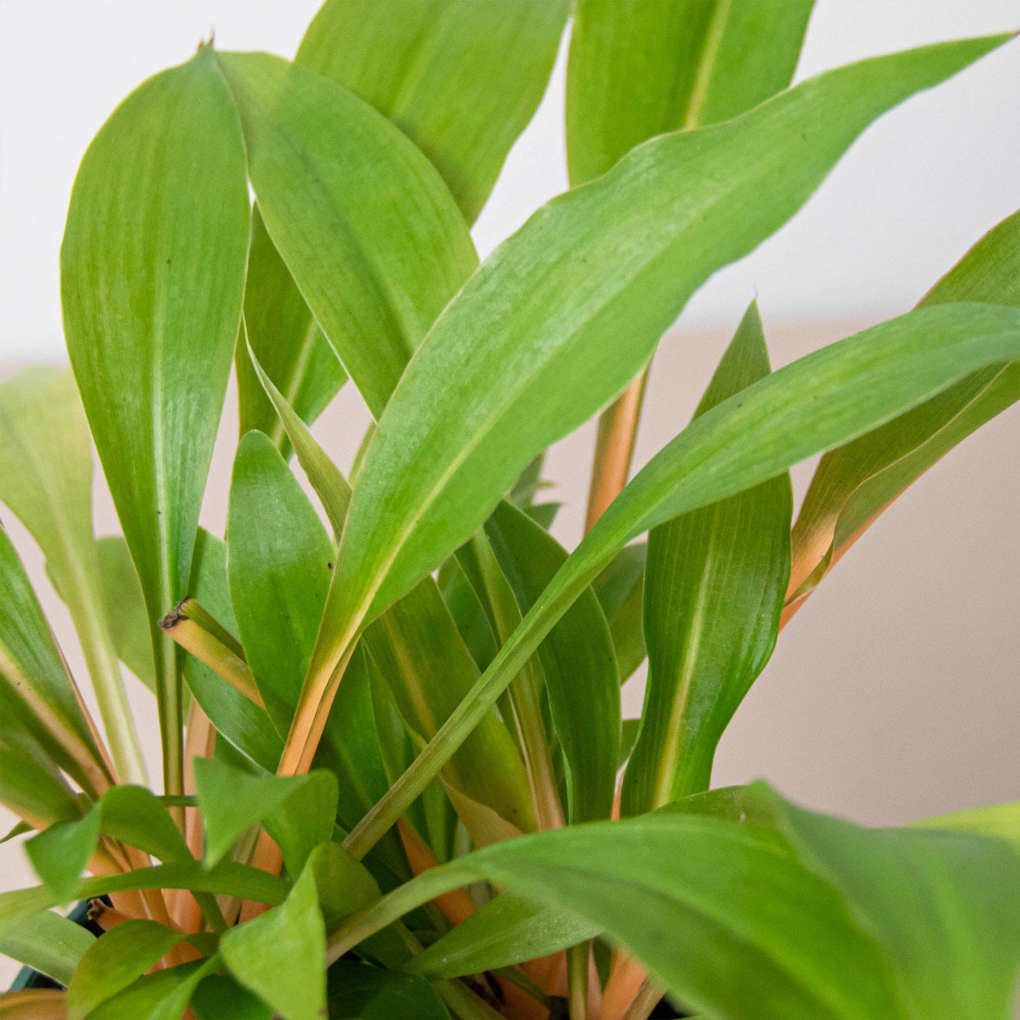 Spider Plant 'Fire Flash'