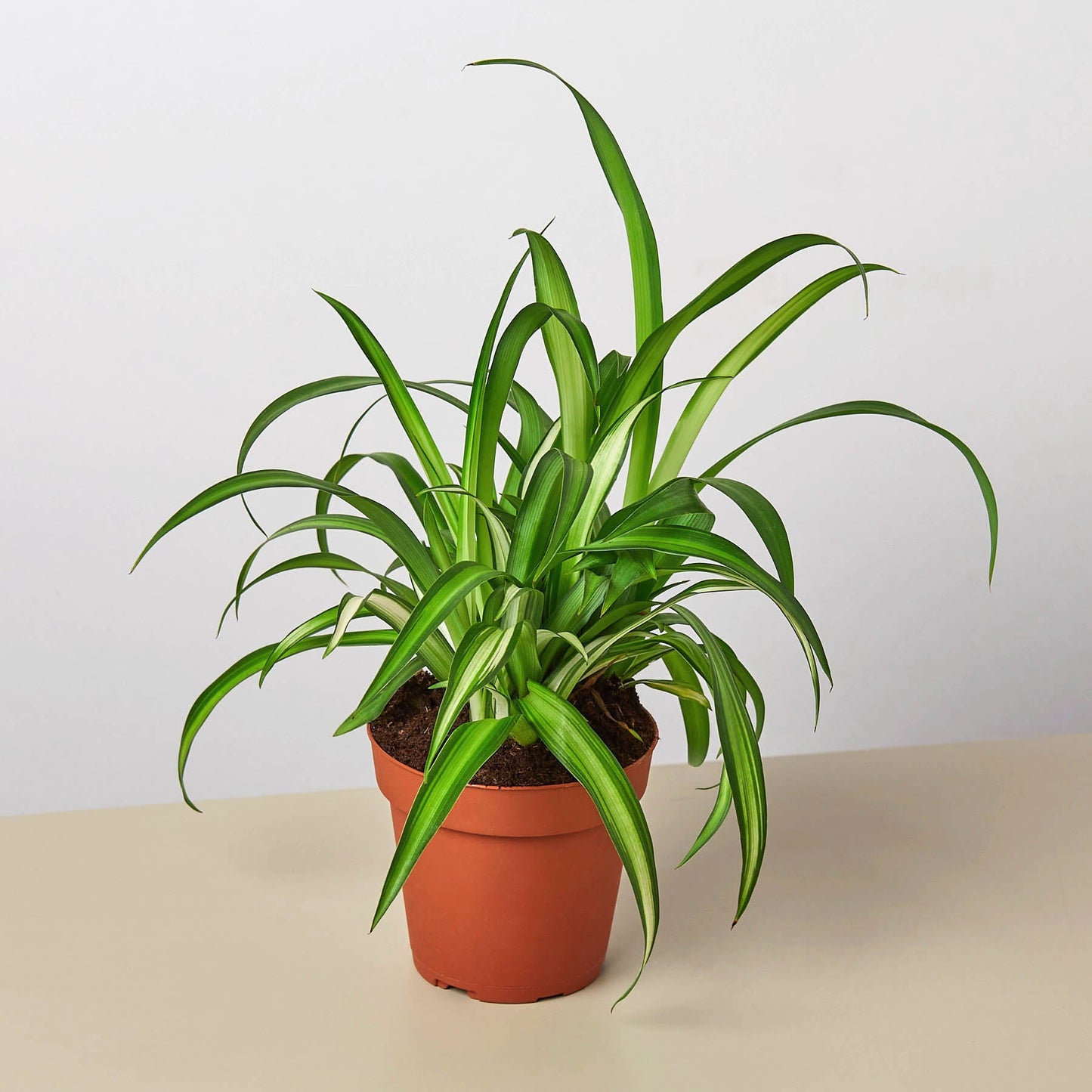 Spider Plant 'Hawaiian'