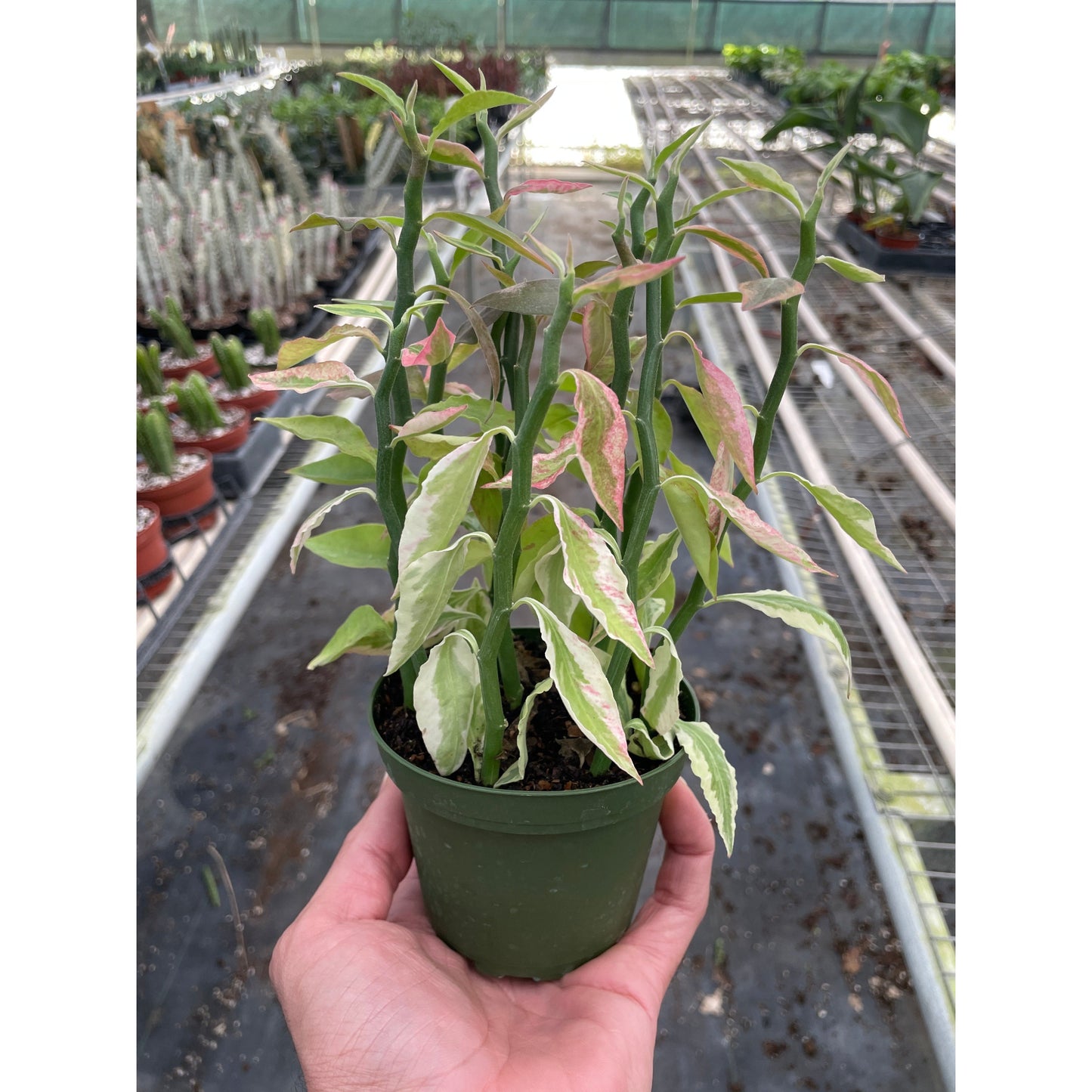 Variegated Devil's Backbone Euphorbia