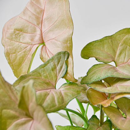 Syngonium 'Strawberry'