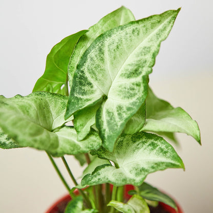 Syngonium 'White Butterfly'