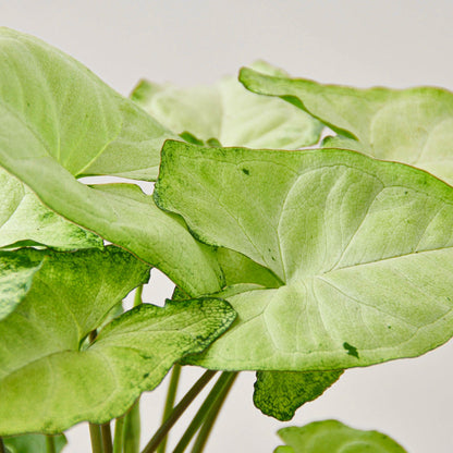 Syngonium 'White Butterfly'