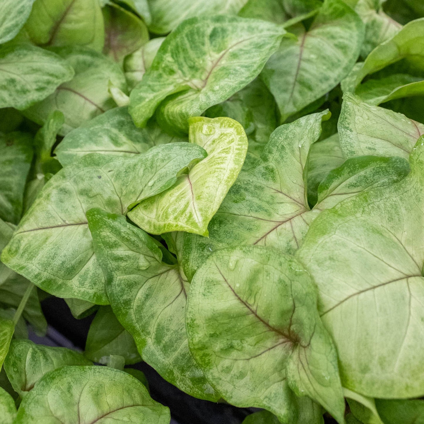 Syngonium 'Golden'