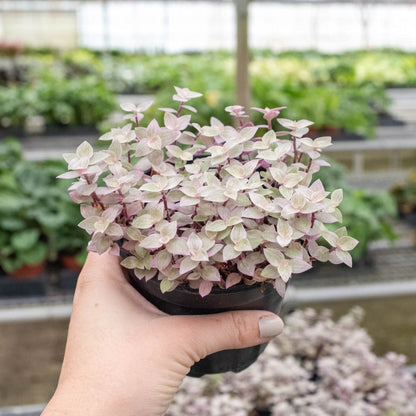 Tradescantia Callisia 'Pink Panther'