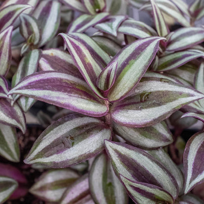 Tradescantia Zebrina 'Wandering Dude'