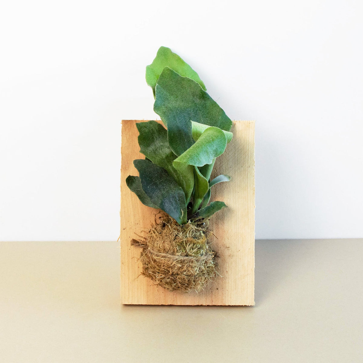 Fern Staghorn on Wood Mount