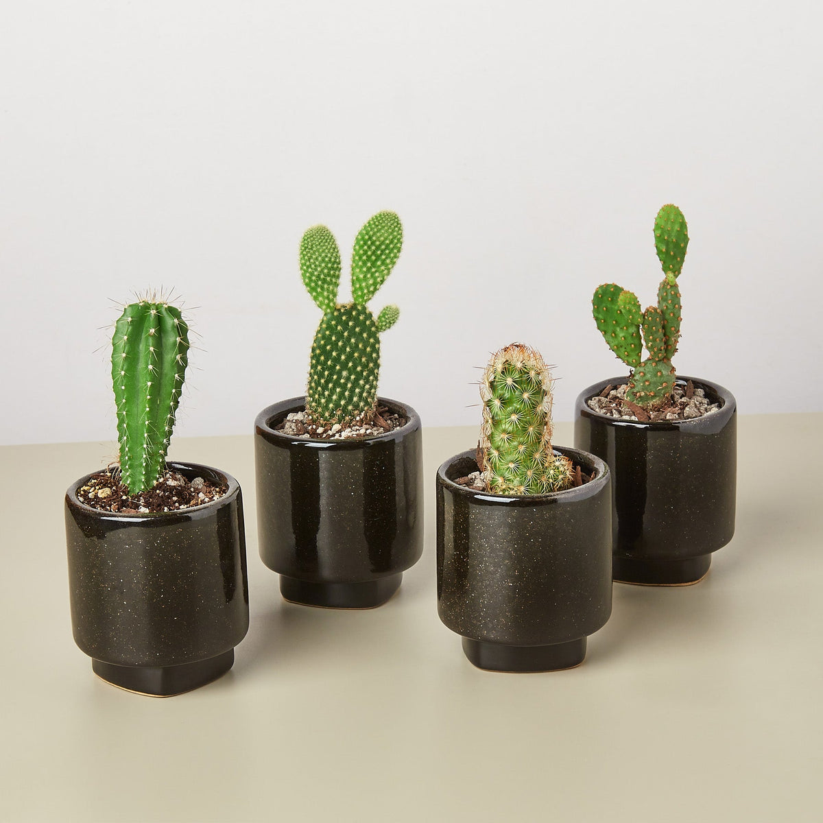 4 Pre Potted Cacti Variety Pack - 3.0" Pot