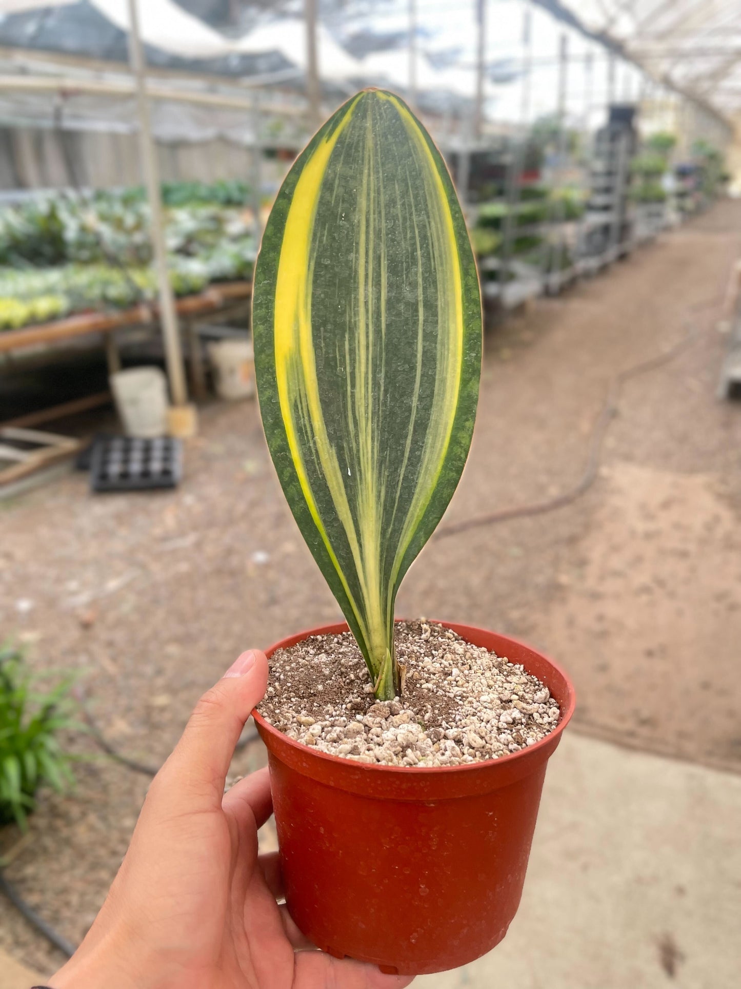 Snake Masoniana Variegated - 6" Pot