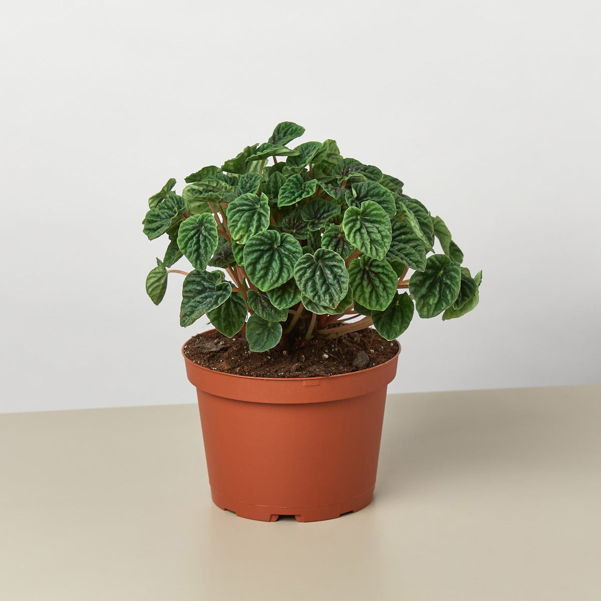 Peperomia 'Ripple'