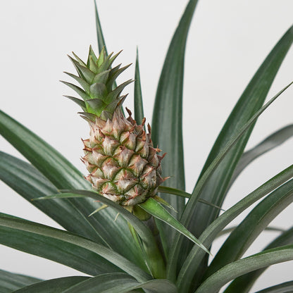 Bromeliad 'Yellow Pineapple' - 6" Pot