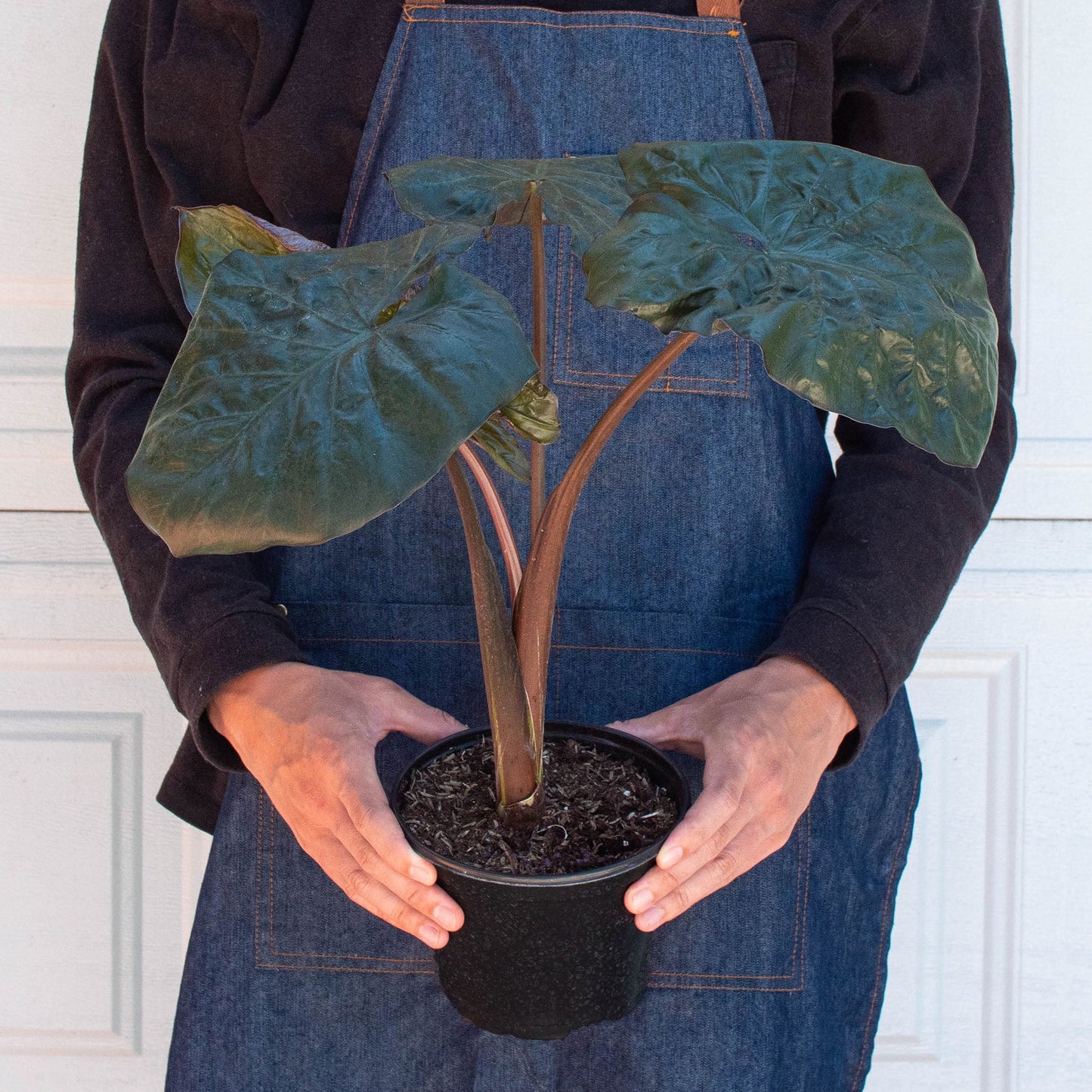 Alocasia 'Serendipity'