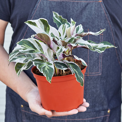 Calathea 'White Fusion'