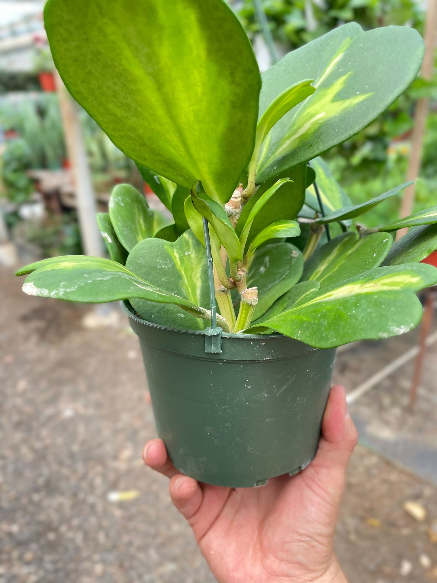 Hoya Heart 'Reverse Variegata'