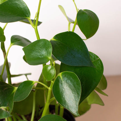 Peperomia 'Raindrop'