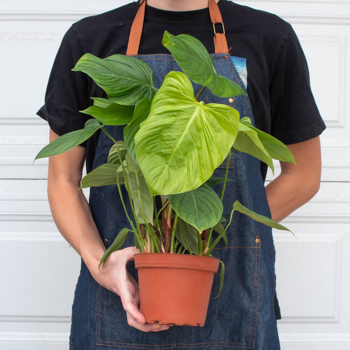 Philodendron 'Fuzzy Petiole'