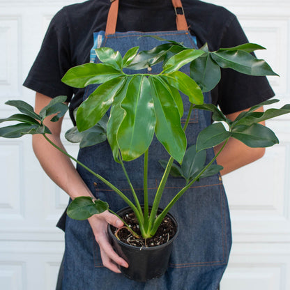 Philodendron 'Goeldii'