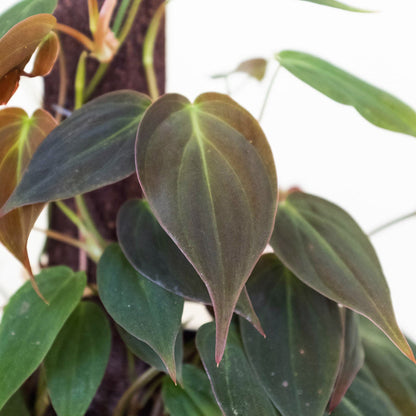 Philodendron 'Velvet'