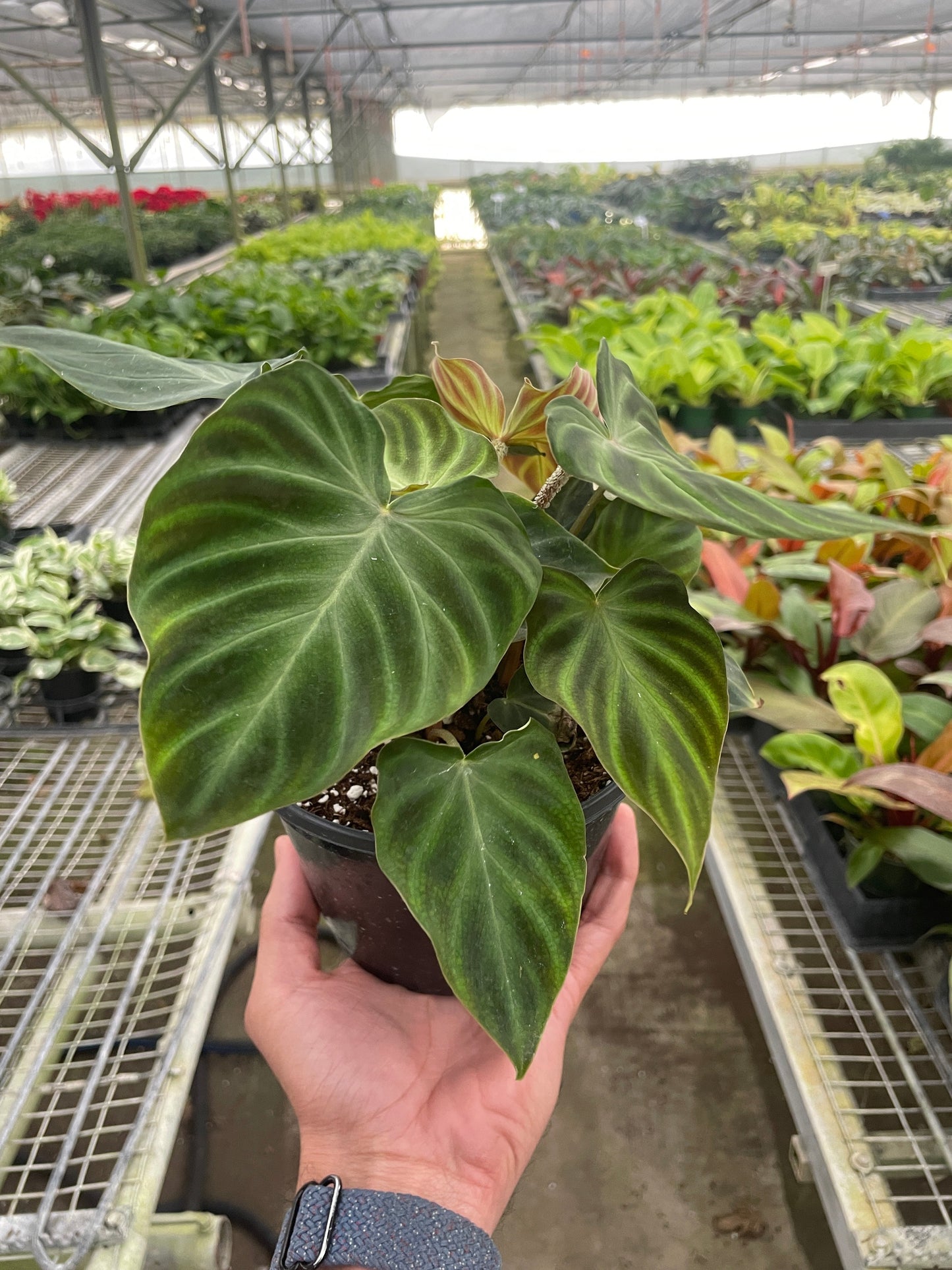 Philodendron 'Verrucosum'