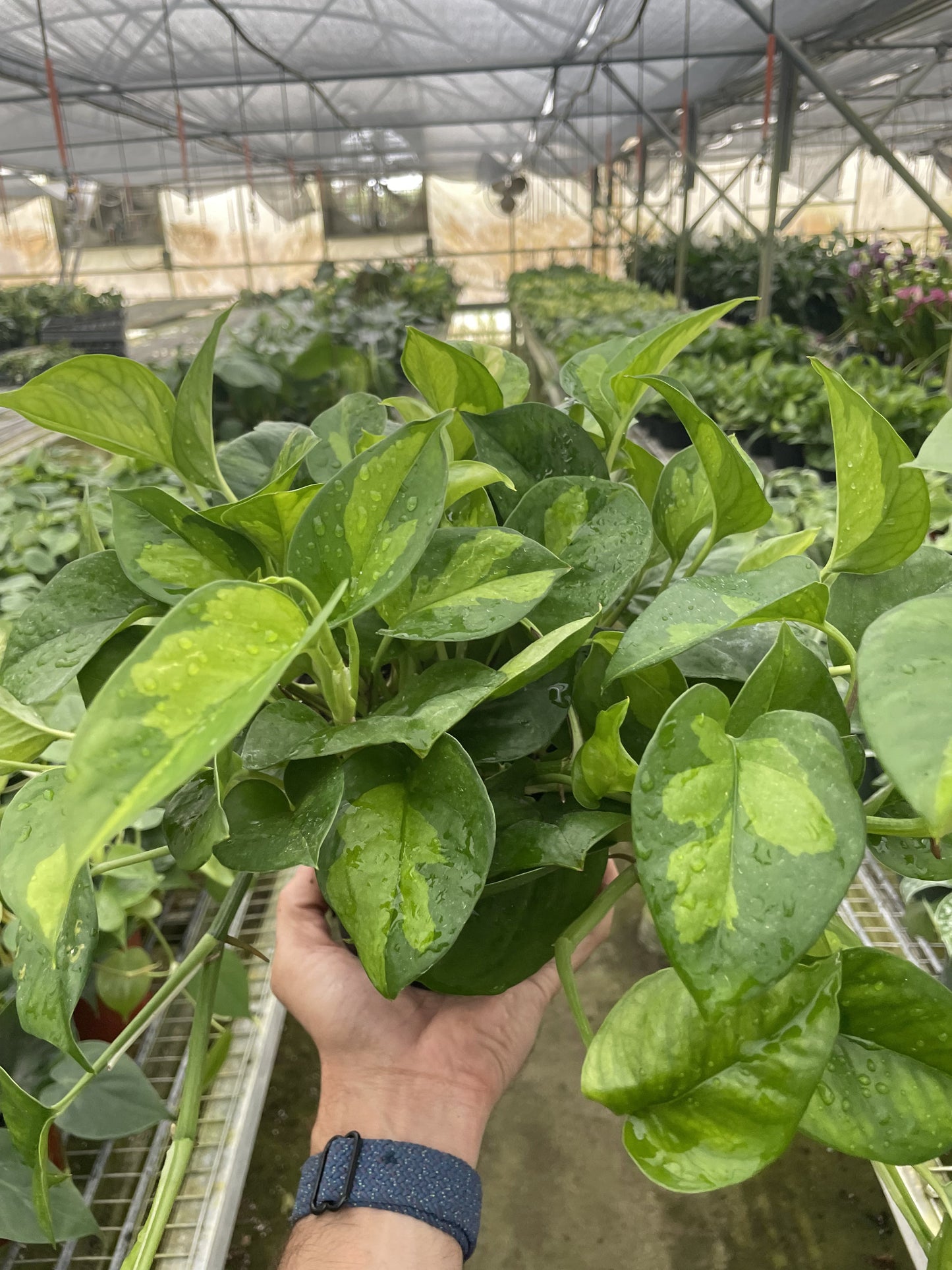 Pothos Global Green