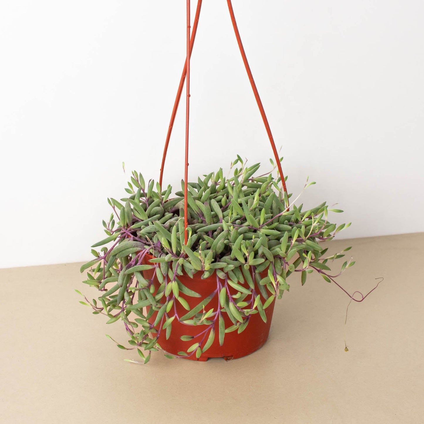 String of Rubies - 6" Pots