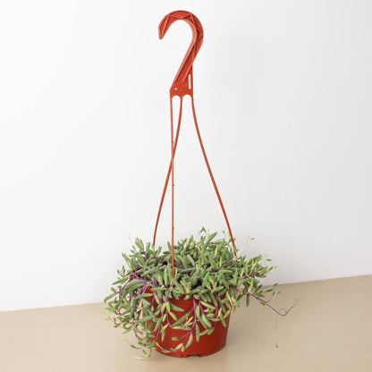 String of Rubies - 6" Pots