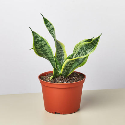 Snake Plant 'Twist'