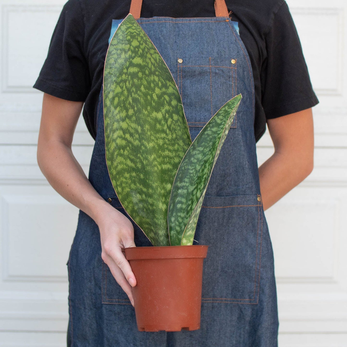 Shark Fin Snake Plant