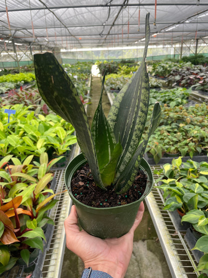 Snake Plant 'Whitney'