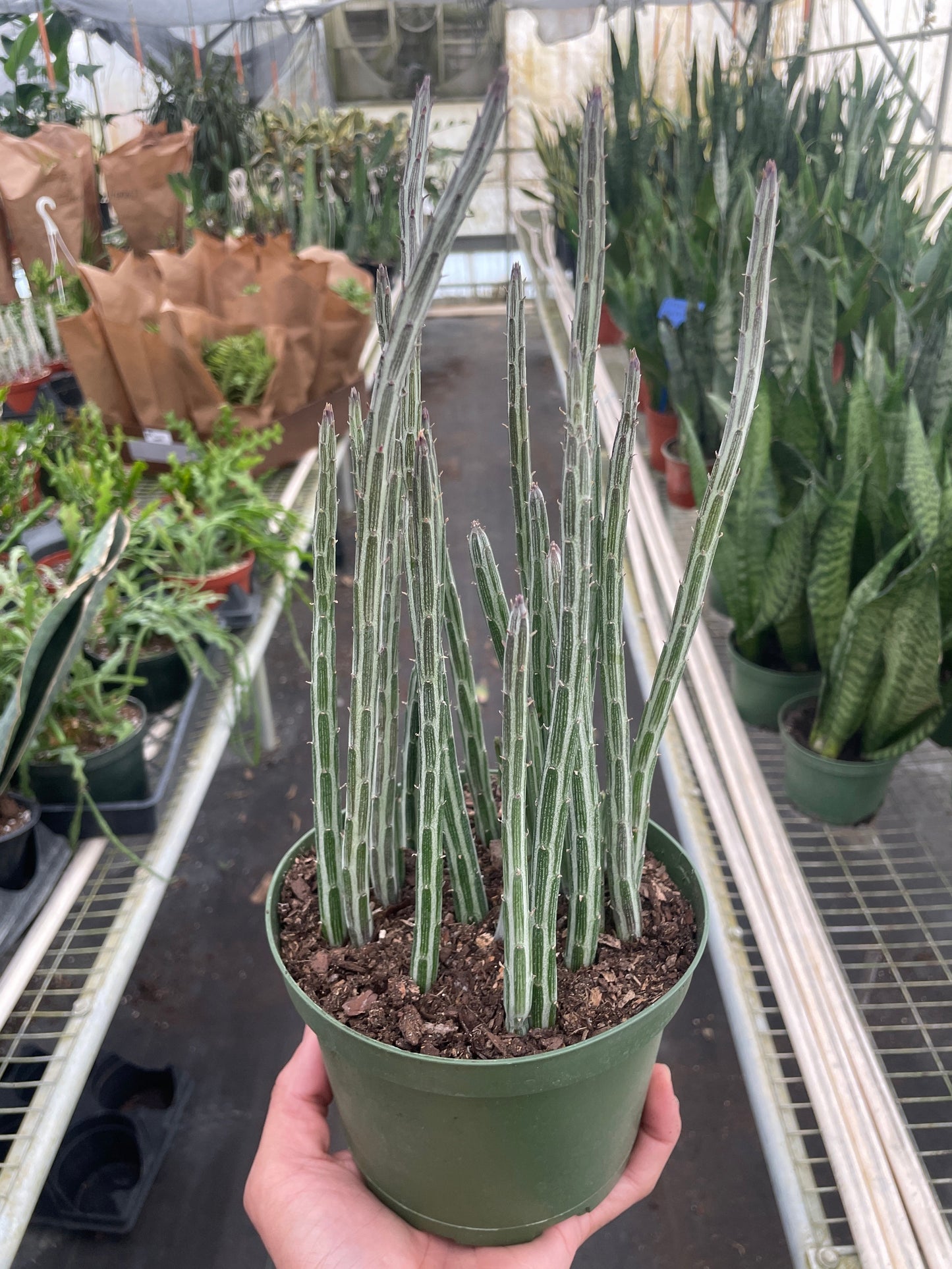 Succulent Senecio Stapeliiformis 'Pickle Plant'